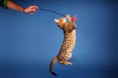 /album/amina/a5-bengal-cat-beauty-cat-faith-amina-jpg/